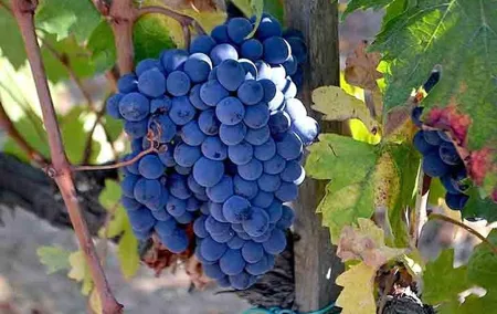 Small-Group Brunello Wine Tour of Montalcino from Florence