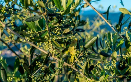 Leonardo Da Vinci's wind mill visit and Organic olive oil tasting