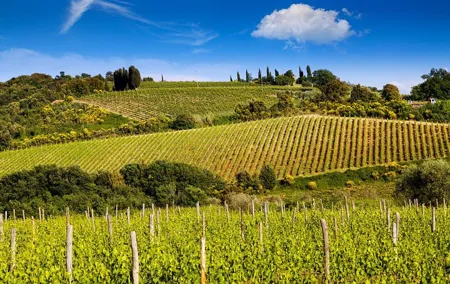 Private Classic Wine Tour in Chianti from Florence