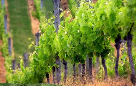 Private Chianti Wine Tour