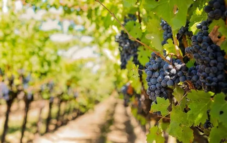 Private Chianti Half Day Vineyards Escape