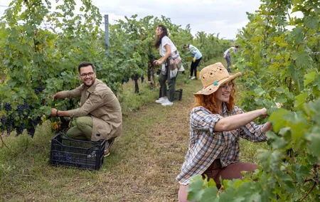 Grape Stomping With Lunch And Wine Tasting In The Vineyards