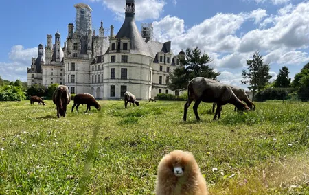 3 Loire Valley Castles and Wine Tasting Private Guided Tour