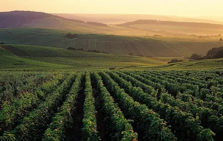 Private Full-Day Tour of Champagne Region