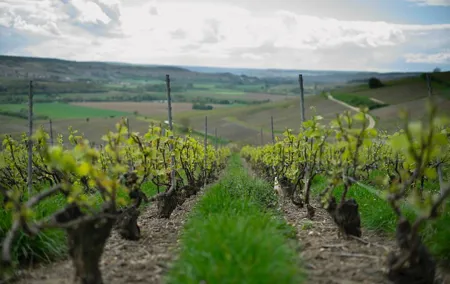 Not Your Average Champagne Tour - Day Trip From Paris (Private)