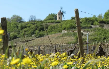 Private Wine Tour to Burgundy Region from Paris