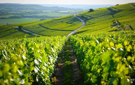 Excursion to the Champagne region and Wine Tasting