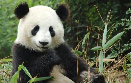 Zoo Of Beauval - Private Trip
