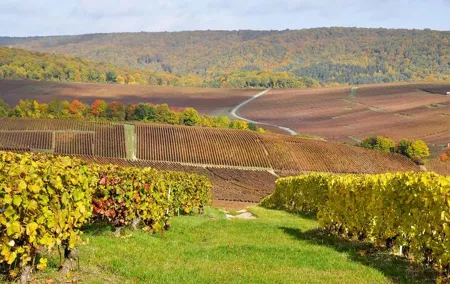 Champagne Area Small-Group Tour including a Top Champagne house & Family Winery