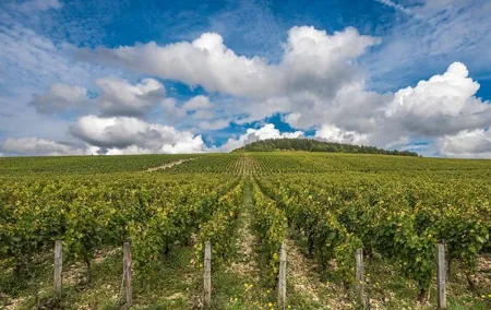 Private Day Tour: Chablis Vine from Paris