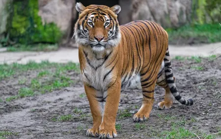 Prague Zoo Admission Ticket including Round Trip Transfer