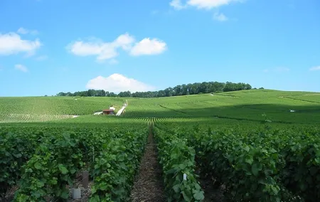 Private Champagne Tour and Reims from Paris with Hotel Pick Up