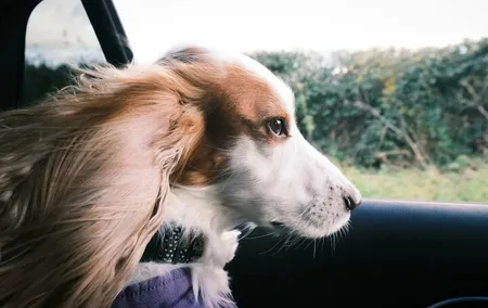 Private van transfer from Paris to London with pet