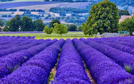 7-day Private Burgundy Wine tastings, Provence, Nice, Monaco Tour