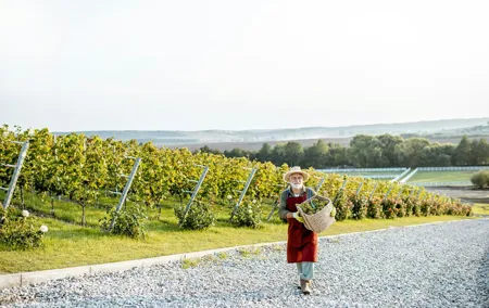 A Journey Through Bubbles Champagne Discovery