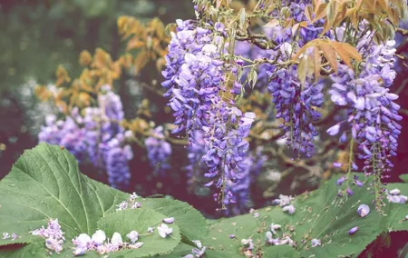 CDG Transfers with Giverny, Crepe tasting and cruise