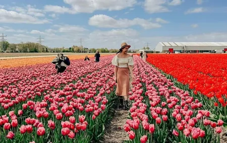 Amsterdam: Day trip to Tulip Farm, Keukenhof + Windmill Cruise