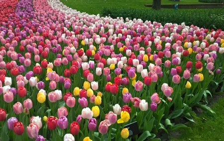 Keukenhof's Tulips and Windmills Small-Group Tour from Amsterdam