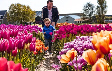 Keukenhof Gardens & Tulip Experience Tour from Amsterdam