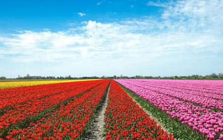 Amsterdam TulipFields of Holland Tour