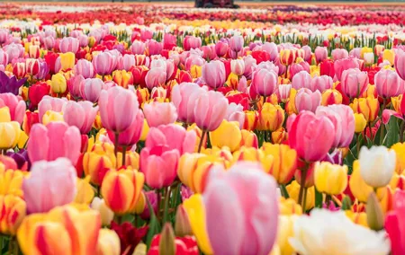 Private Tulip Fields, Windmills and Cheese Tour from Amsterdam