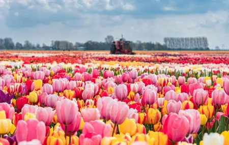 Private Keukenhof Gardens and Tulip Fields Tour from Amsterdam