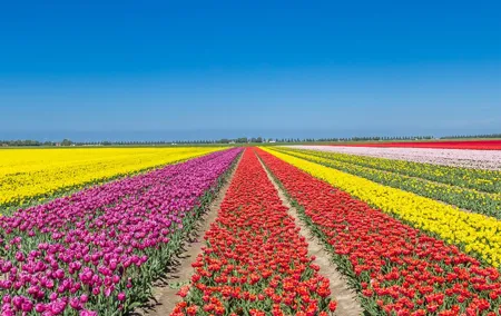 Day Trip to Famous Tulip Route in Noordoostpolder From Amsterdam