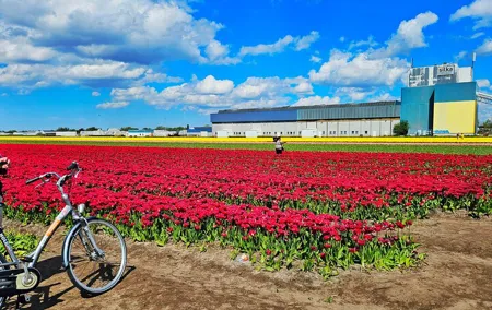 Small Group Keukenhof and Delft Guided Tour from Amsterdam