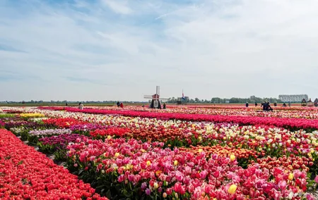 Unique Keukenhof Tour with Ticket, Tulip Field, Tulip Experience