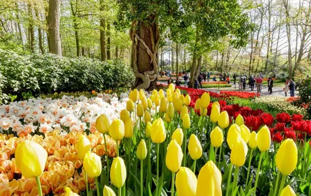 Amsterdam: Half Day Guided Keukenhof Tulip Garden Tour