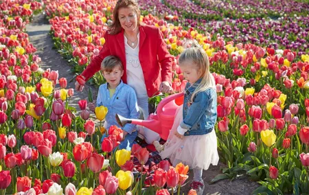 Tulip Wonderland Tour From Amsterdam