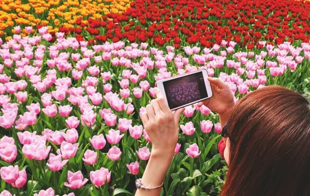 Keukenhof, Zaanse Schans and Volendam Small Group Tour