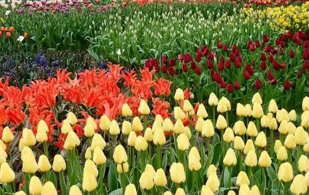 Amsterdam Private Tour to Keukenhof, Tulip Fields and Windmills