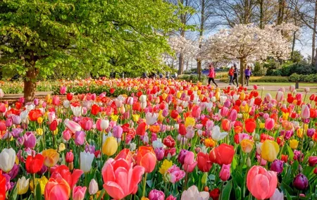 Skip-the-Line Keukenhof Gardens and Tulip Fields Tour from Amsterdam
