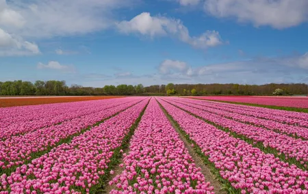 Private Tulips Tour Keukenhof Gardens and Tulip Fields