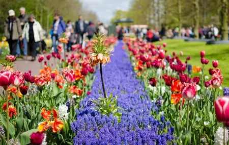 Day Trip To Tulip Gardens Of Keukenhof From Amsterdam: Private & Personalized