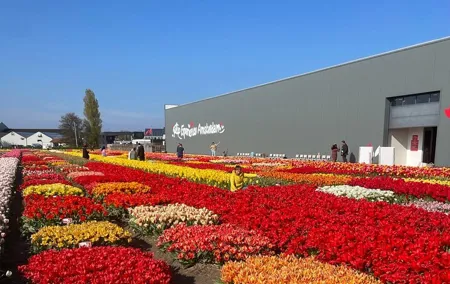5 Hours Private Tulip Experience at Keukenhof Gardens