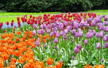 Keukenhof and Flower Fields Private Tour from Amsterdam