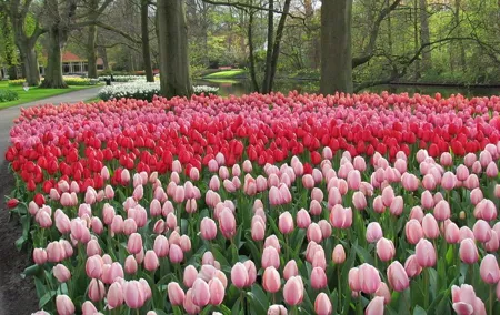 Private Day Trip to Keukenhof Gardens with Entrance Tickets