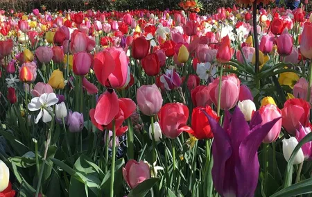 Half Day Keukenhof Tulip Paradise Trip from Amsterdam