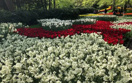 Keukenhof, Tulip Farm, Flower Fields & Zaanse Schans Windmills