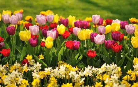 Private day trip to The Keukenhof Gardens and The Zaanse Schans Windmills
