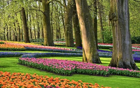 Transfer from Amsterdam to Keukenhof Gardens Tulip from Amsterdam