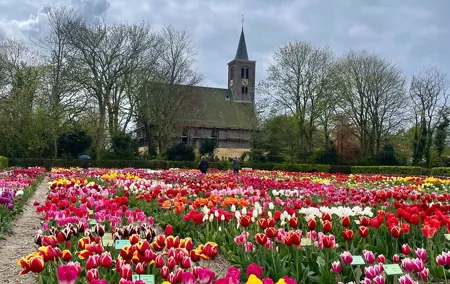Private Tulip Museum Garden Windmill and Cheese Tasting Tour