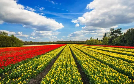 Keukenhof Tulip Garden Tour