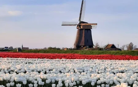 Private guided non touristic tulip and windmill tour