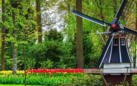 Exclusive Private Keukenhof and Tulip Fields Tour