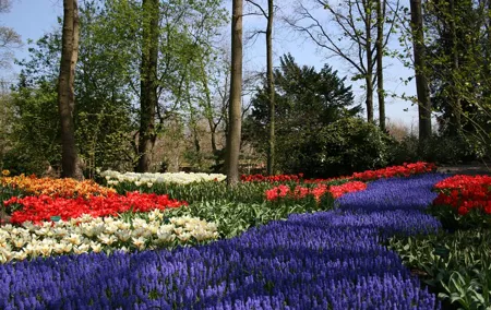 Private Day Trip to The Keukenhof Gardens and Zaanse Schans