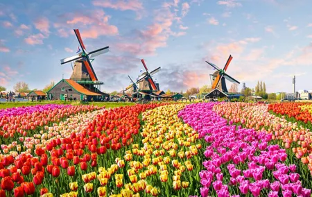 Tulips of Holland: Visit of Keukenhof Gardens with private guide
