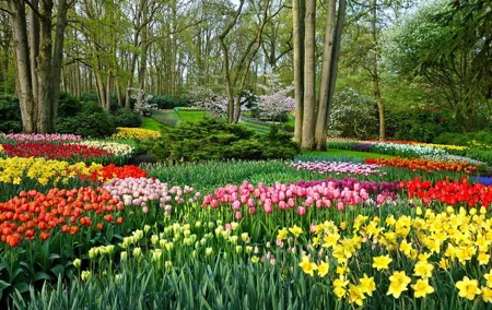 From Amsterdam - Private Keukenhof Garden Tour (Skip-the-line)